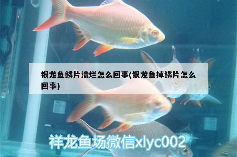 銀龍魚(yú)鱗片潰爛怎么回事(銀龍魚(yú)掉鱗片怎么回事)