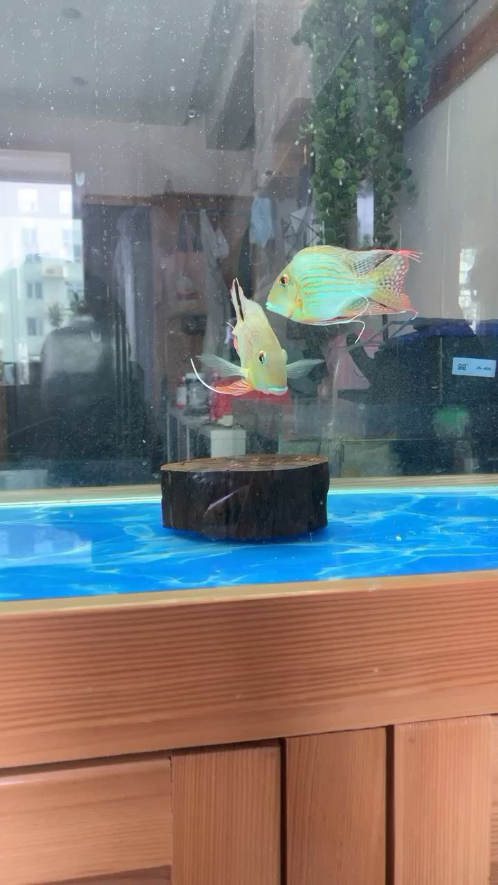 進口元寶鳳凰繁殖