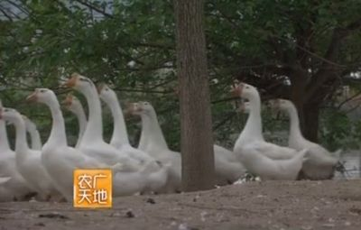 魟魚可以混養嗎視頻：層魚混養的實際案例和場景推薦[需手動填充][需手動填充]魚混養的建議和注意事項