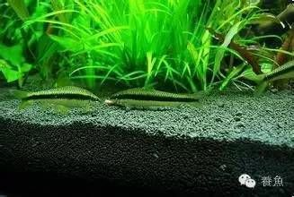 龍魚魚缸底部鋪什么好，龍魚魚缸底部的鋪設(shè)材料及其優(yōu)缺點(diǎn)