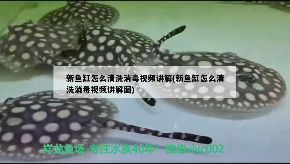 新魚缸怎么清洗消毒視頻講解(新魚缸怎么清洗消毒視頻講解圖) 黃金貓魚百科 第3張 新魚缸怎么清洗消毒視頻講解(新魚缸怎么清洗消毒視頻講解圖) 新魚缸怎么清洗消毒視頻講解(新魚缸怎么清洗消毒視頻講解圖) 黃金貓魚百科 第3張