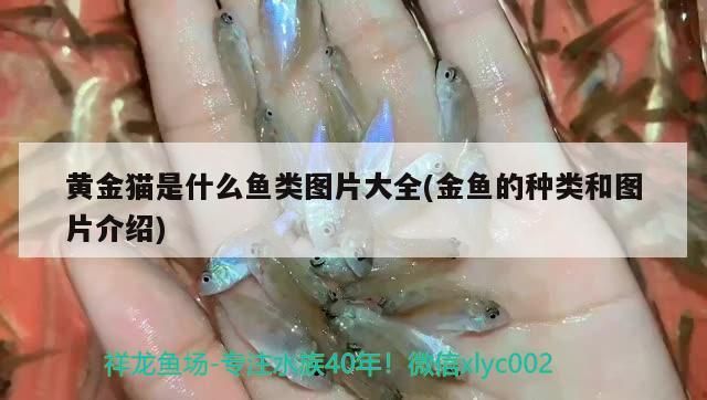 黃金貓是什么魚類圖片大全(金魚的種類和圖片介紹)