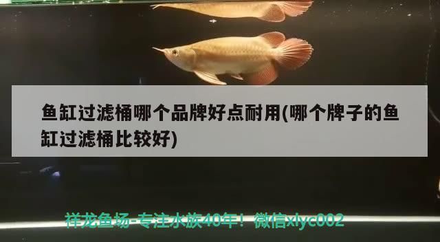 如何判斷龍魚黑鱗是否伴隨寄生蟲感染，如何判斷龍魚是否有寄生蟲感染