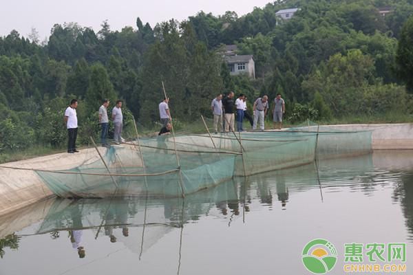 銀龍魚是熱帶魚么(銀龍是熱帶魚還是淡水魚)