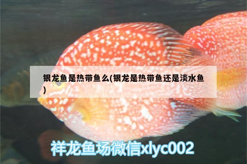 銀龍魚是熱帶魚么(銀龍是熱帶魚還是淡水魚)