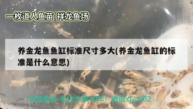 金龍魚魚缸寬度，多條金龍魚魚缸尺寸建議，金龍魚魚缸寬度影響因素