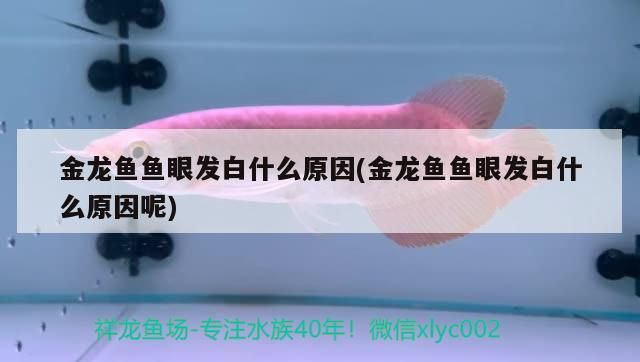 金龍魚魚眼發白什么原因(金龍魚魚眼發白什么原因呢)