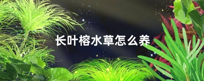 長葉榕水草好養嗎怎么養