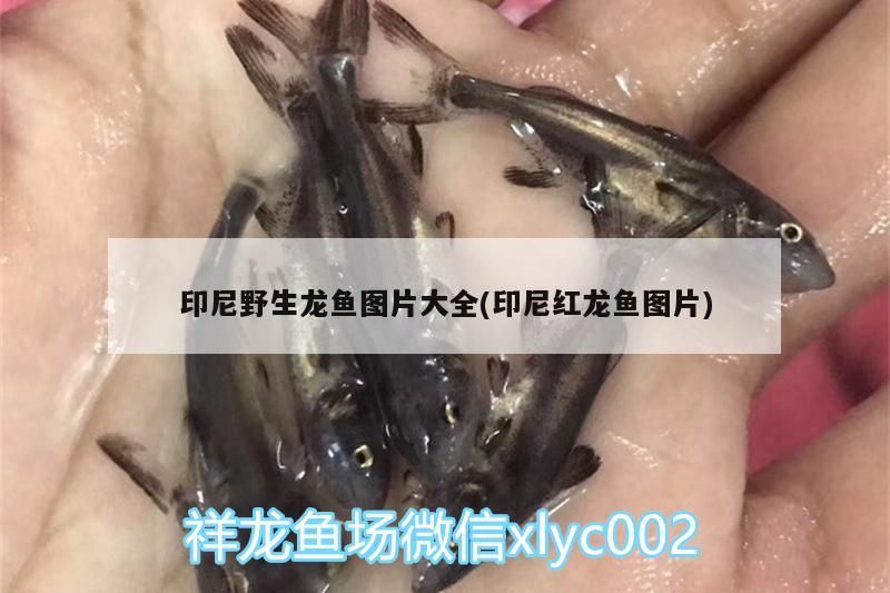 印尼野生龍魚圖片大全(印尼紅龍魚圖片)
