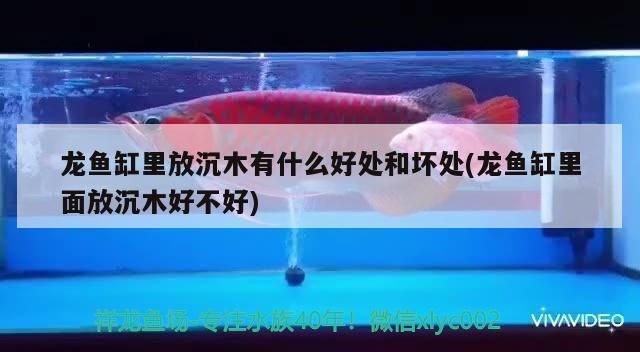龍魚(yú)缸放沉木的利弊，龍魚(yú)缸內(nèi)放沉木的利弊分析