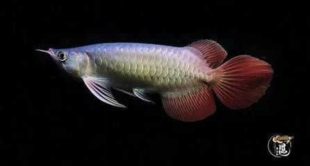 龍魚(yú)吃什么營(yíng)養(yǎng)價(jià)值高又好養(yǎng) 龍魚(yú)吃什么營(yíng)養(yǎng)價(jià)值高又好養(yǎng) 龍魚(yú)百科 第1張