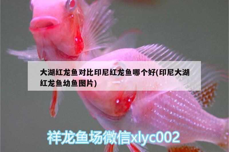 大湖紅龍魚對比印尼紅龍魚哪個好(印尼大湖紅龍魚幼魚圖片)