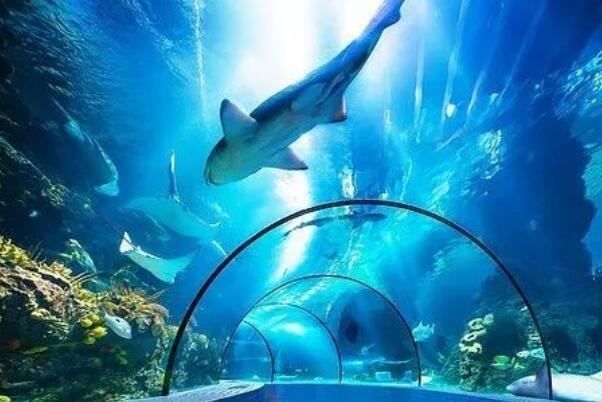 水族館行業的風險（水族館行業競爭策略分析,）