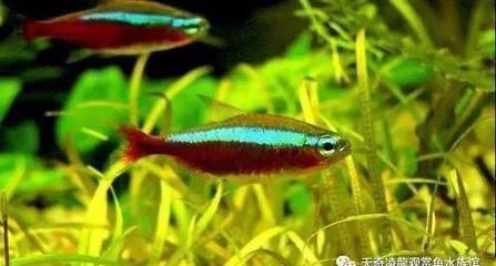 虎魚活體運輸成本解析，虎魚活體成本解析