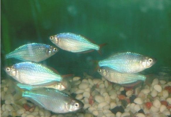 虎魚活體運輸成本解析，虎魚活體成本解析
