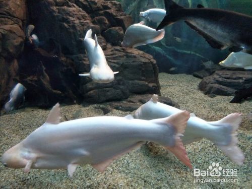 夜間水族館參觀須知事項（夜間水族館參觀須知）