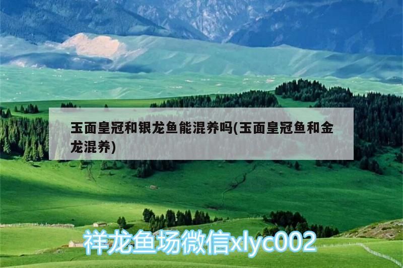 玉面皇冠和銀龍魚能混養嗎(玉面皇冠魚和金龍混養)