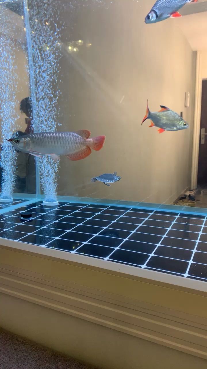 各位大神龍魚說著鰭尾是怎么回事啊？