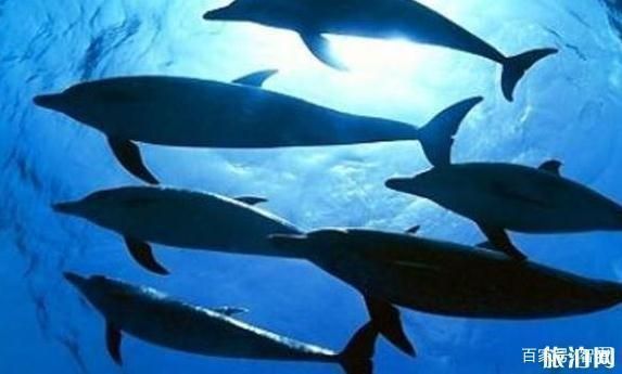 中國(guó)水族館排名前十名（中國(guó)動(dòng)物水族館排名前十名）