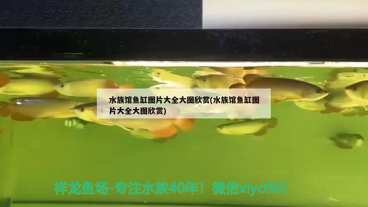 水族館魚缸圖片大全大圖欣賞(水族館魚缸圖片大全大圖欣賞)