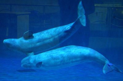 水族館發(fā)展前景怎么樣知乎（水族館行業(yè)發(fā)展趨勢）