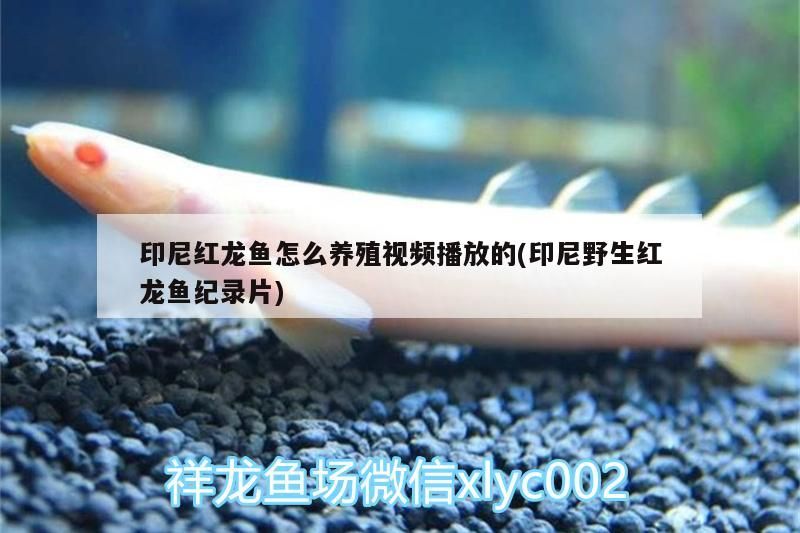 印尼紅龍魚怎么養殖視頻播放的(印尼野生紅龍魚紀錄片)