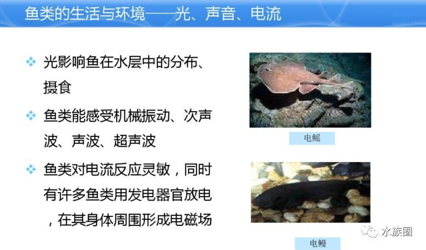 水族館魚類介紹大全視頻講解（“水族館魚類介紹大全視頻講解詳情”視頻講解詳情）
