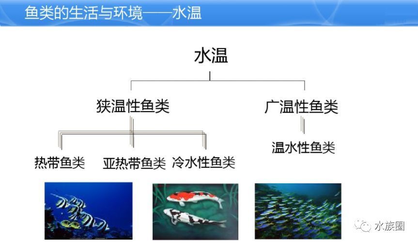 水族館魚類介紹大全視頻講解（“水族館魚類介紹大全視頻講解詳情”視頻講解詳情）