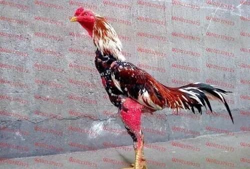 祥龍超血紅龍魚養(yǎng)殖成本分析（祥龍超血紅龍魚養(yǎng)殖成本研究旨在深入分析祥龍超血紅龍魚養(yǎng)殖成本）