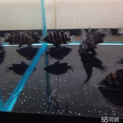 四紋虎魚混養(yǎng)環(huán)境布置方法，四紋虎魚混養(yǎng)環(huán)境布置對于其健康和生長至關重要