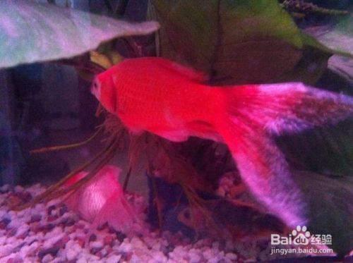 哪種魚清潔魚缸效果好，黑線飛狐的飼養技巧