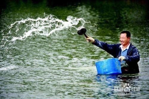 戶外觀賞魚池帶魚消毒多久（戶外觀賞魚池如何消毒） 戶外觀賞魚池帶魚消毒多久（戶外觀賞魚池如何消毒） 黃金貓魚百科 第3張