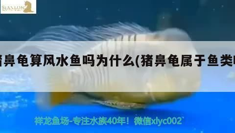 豬鼻龜算養(yǎng)魚數(shù)量嗎：關(guān)于豬鼻龜與風(fēng)水魚缸搭配指南
