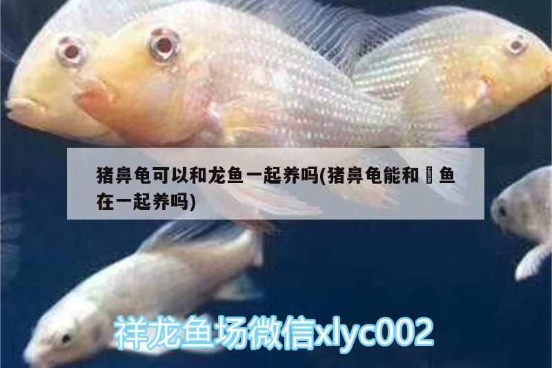 豬鼻龜可以和龍魚一起養嗎(豬鼻龜能和魟魚在一起養嗎)
