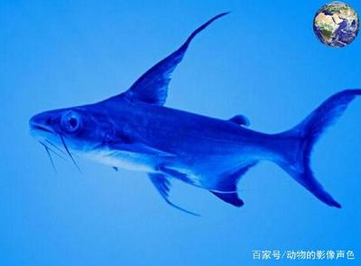 印尼紅龍魚價(jià)格表圖片(印尼紅龍魚價(jià)格表圖片)