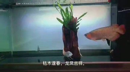 元寶鳳凰魚日常護理技巧：元寶鳳凰魚的日常護理