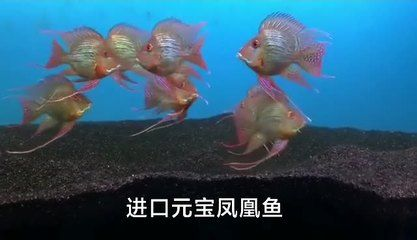 元寶鳳凰魚日常護理技巧：元寶鳳凰魚的日常護理