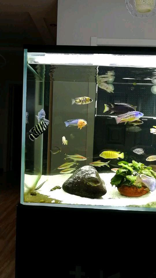 我要養蘭壽不想養三湖了咋整