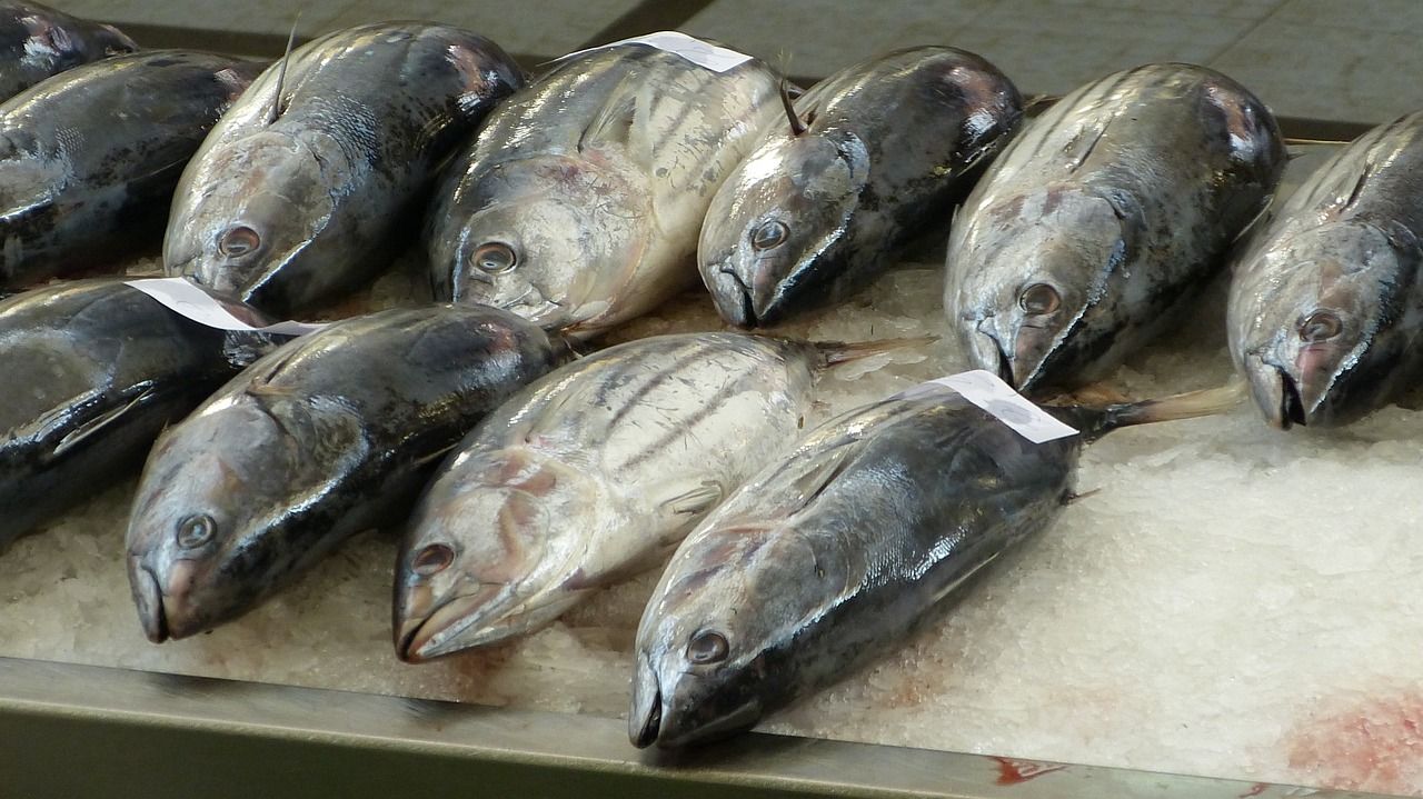 我要養蘭壽不想養三湖了咋整