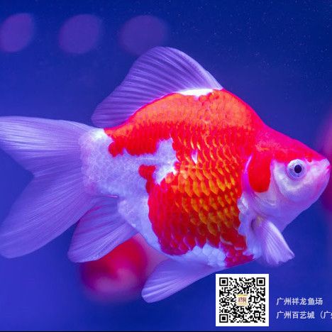 我要養蘭壽不想養三湖了咋整