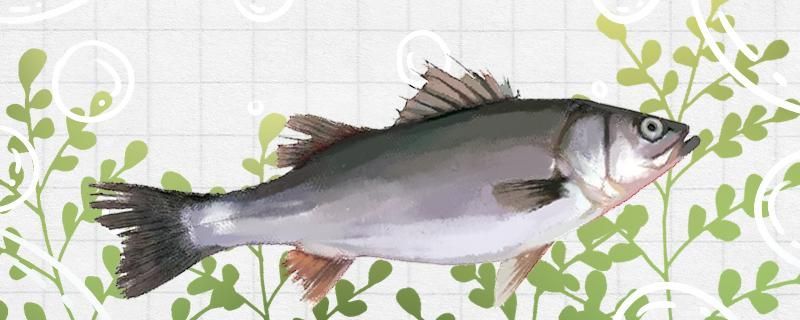 魚缸增氧泵怎么不冒泡（魚缸增氧泵怎么不冒泡也不響呢）