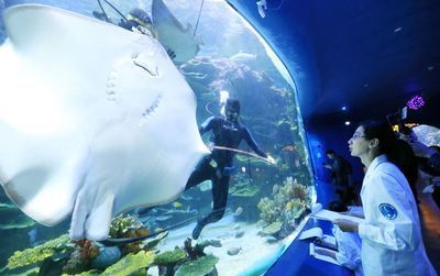 水族館投資大概多少錢一個月呢（水族館投資成本） 水族館投資大概多少錢一個月呢（水族館投資成本） 水族館百科（水族館加盟） 第5張