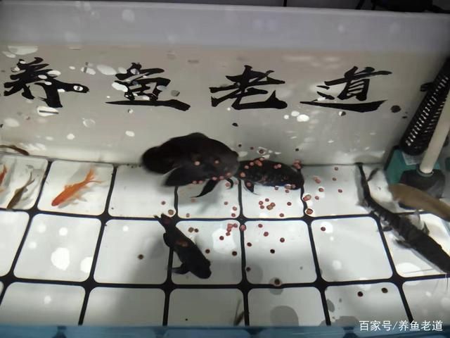 怎么樣能將銀龍魚養的越來越亮(怎么樣養銀龍魚又白又亮)