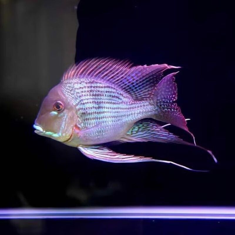 元寶鳳凰魚可以繁殖嗎圖片:元寶鳳凰魚是否可以繁殖 元寶鳳凰魚百科 第5張 元寶鳳凰魚可以繁殖嗎圖片:元寶鳳凰魚是否可以繁殖 元寶鳳凰魚可以繁殖嗎圖片:元寶鳳凰魚是否可以繁殖 元寶鳳凰魚百科 第5張