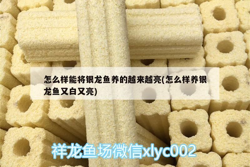 怎么樣能將銀龍魚養的越來越亮(怎么樣養銀龍魚又白又亮)