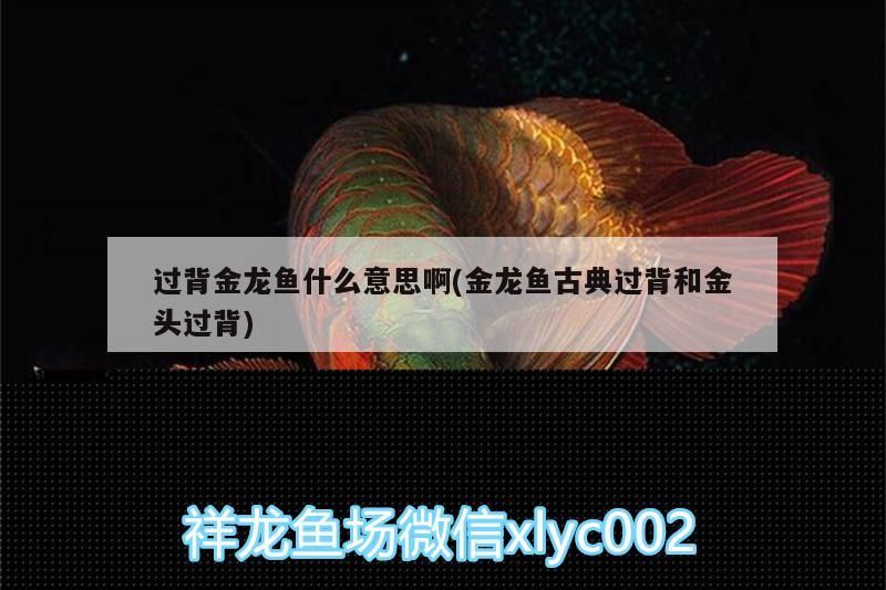 過(guò)背金龍魚(yú)什么意思啊(金龍魚(yú)古典過(guò)背和金頭過(guò)背)