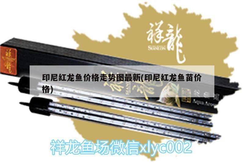印尼紅龍魚價格走勢圖最新(印尼紅龍魚苗價格)