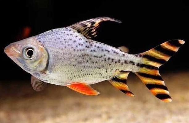 印尼小紅龍魚價格走勢分析視頻講解(印尼大湖紅龍魚)