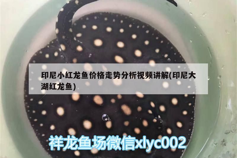 印尼小紅龍魚價格走勢分析視頻講解(印尼大湖紅龍魚)