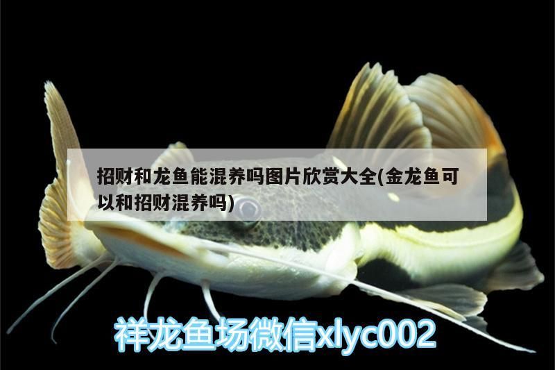 招財和龍魚能混養嗎圖片欣賞大全(金龍魚可以和招財混養嗎)